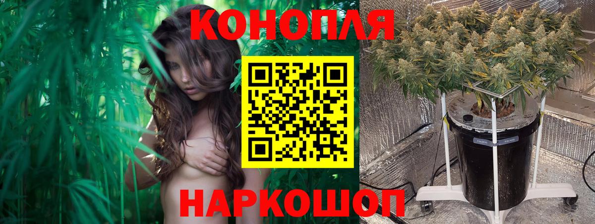 Новозыбков  Бошки марихуана Bruce Banner  Бошки марихуана гибрид  Шишки марихуана OG Kush  Вход с VPN 